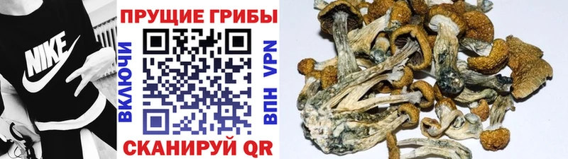 Псилоцибиновые грибы Magic Shrooms  Чаплыгин 